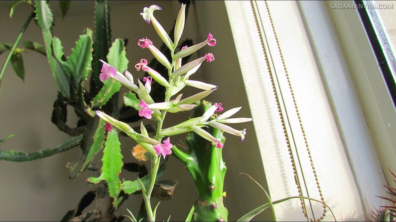 Jenis Tanaman Tillandsia Cacticola,tanaman tillandsia, tanaman airplant, jenis tillandsia, tanaman hias tillandsia, cara merawat tillandsia, jenis tanaman tillandsia, tillandsia jenggot musa, cara menanam tillandsia, cara merawat tanaman tillandsia, jenis jenis tillandsia, tillandsia termahal