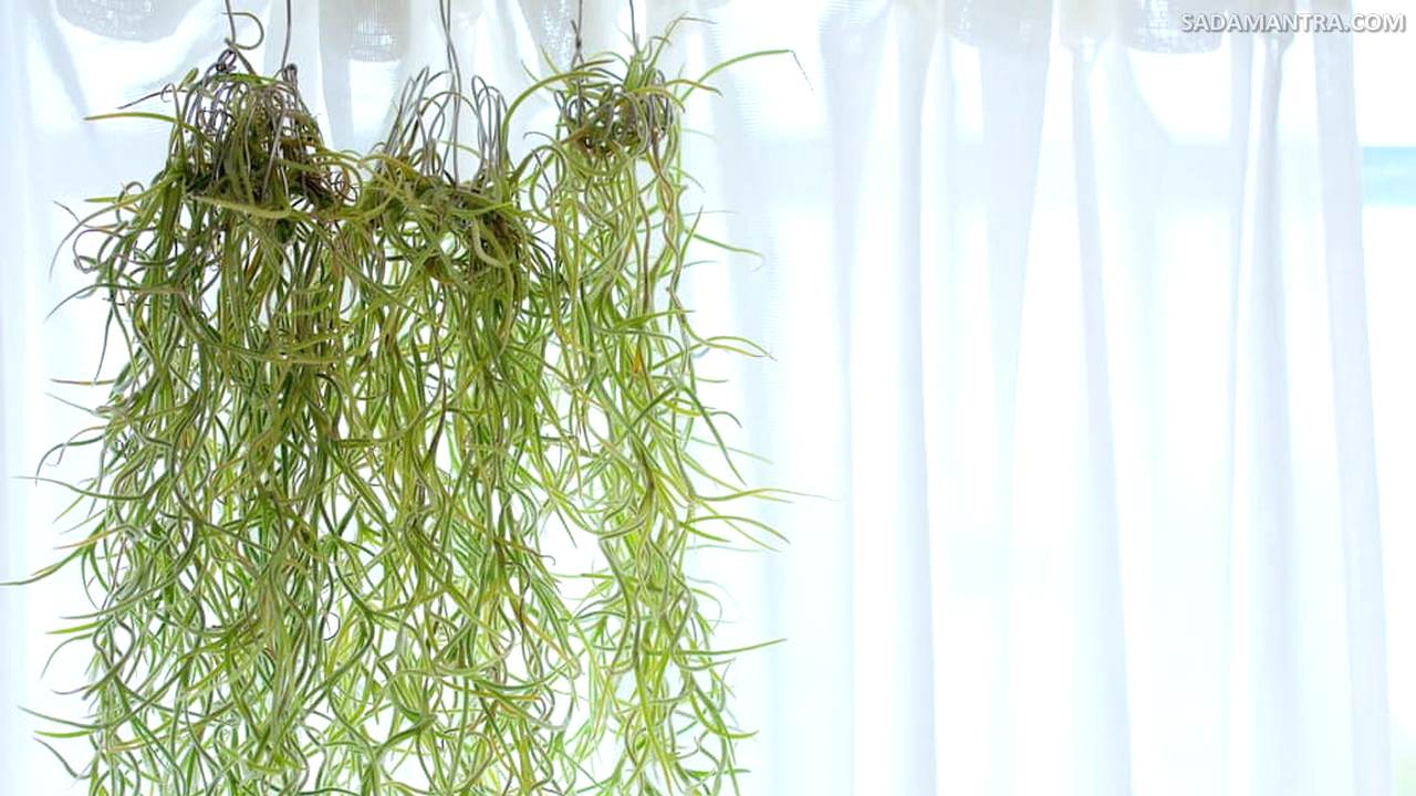 Macam-macam Tanaman Tillandsia Usneoides,jenis bunga tillandsia, jenis tanaman tillandsia, jenis jenis tillandsia, macam macam tanaman tillandsia, air plant adalah, perawatan tillandsia