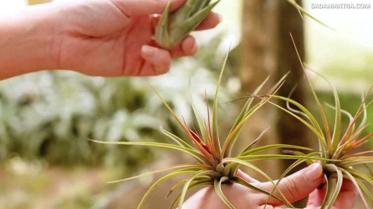 Cara Merawat Tanaman Air Plant Tillandsia Streptocarpa,tanaman airplant, jenis tillandsia, tanaman hias tillandsia, cara merawat tillandsia, jenis tanaman tillandsia, tillandsia jenggot musa, cara menanam tillandsia, cara merawat tanaman tillandsia, jenis jenis tillandsia, tillandsia termahal