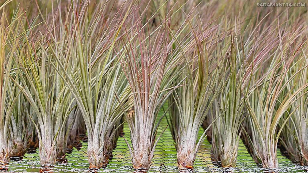 Jenis Jenis Tillandsia Juncea dan Harganya,tillandsia, harga tanaman tillandsia, tanaman airplant, jenis tillandsia, tanaman hias tillandsia, cara merawat tillandsia, jenis tanaman tillandsia, tillandsia jenggot musa, cara menanam tillandsia, cara merawat tanaman tillandsia, jenis jenis tillandsia, tillandsia termahal