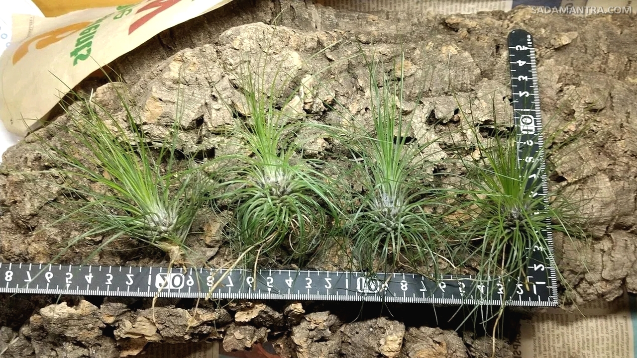 Jenis Tillandsia Filifolia Jenggot Musa,tillandsia, jenis tanaman tillandsia, cara merawat tanaman tillandsia, cara menanam tillandsia, tillandsia jenggot musa, perawatan tillandsia, jenis jenis tillandsia, tanaman air plant