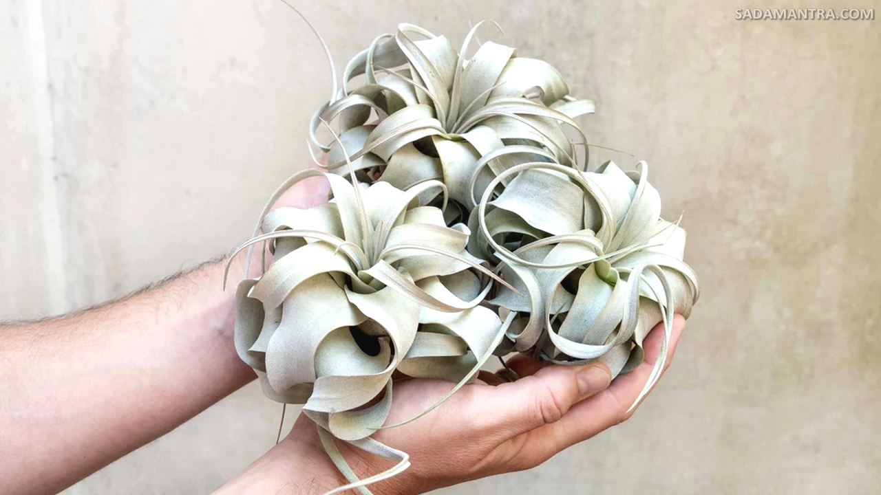 Xerographica Tanaman Airplant Tillandsia Termahal,tanaman tillandsia, tanaman airplant, tanaman hias tillandsia, jenis jenis tillandsia, tillandsia termahal, air plant adalah, perawatan tillandsia