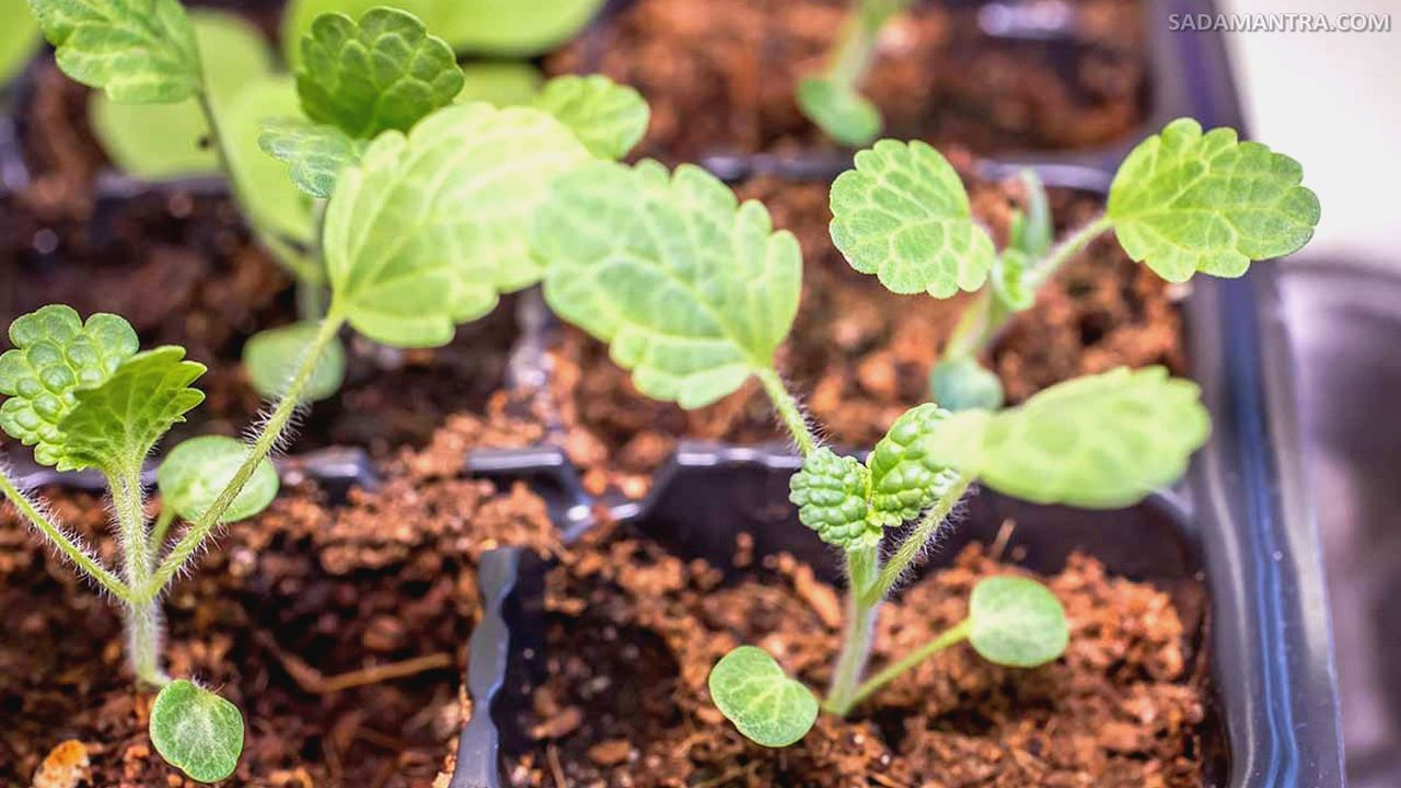 bells of ireland (moluccella laevis), molecular plant, moluccella laevis, molucella, mulucella
