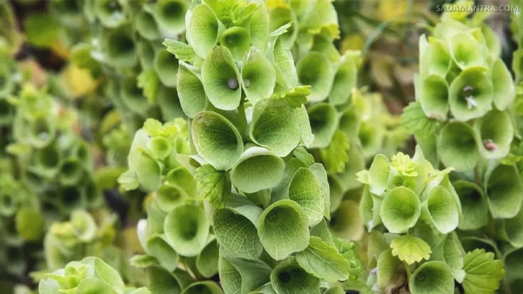 mulucella, molecular plant, moluccella laevis, molucella, bells of ireland (moluccella laevis)
