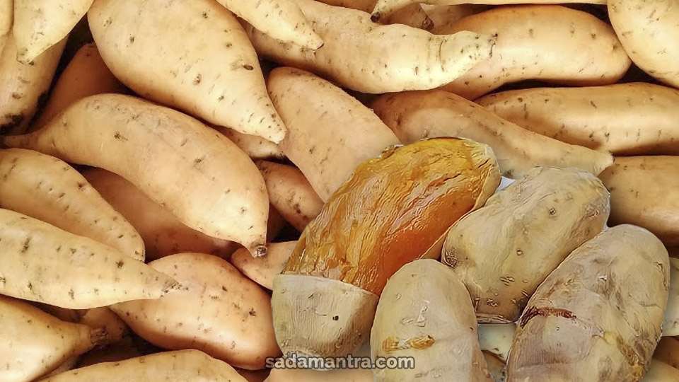 Konsumsi Ubi Cilembu yang Bijak untuk Penderita Diabetes