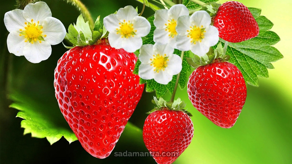 Daftar Kandungan Nutrisi Dalam Buah Stroberi