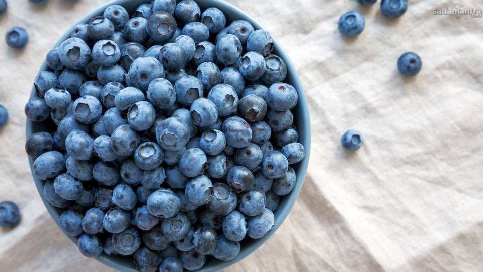 Kandungan Nutrisi Dalam Buah Blueberry