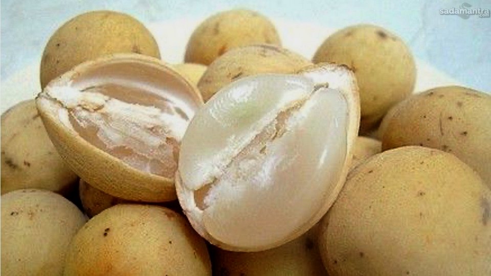 Kandungan Nutrisi Dalam Buah Duku