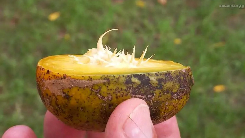 Kandungan Nutrisi Dalam Buah Kedondong