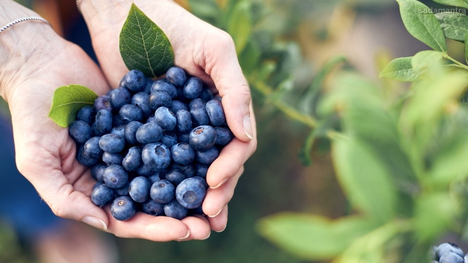 Manfaat Blueberry Bagi Kesehatan