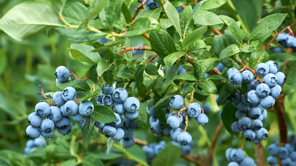 Pengertian Asal Usul dan Jenis Jenis Blueberry