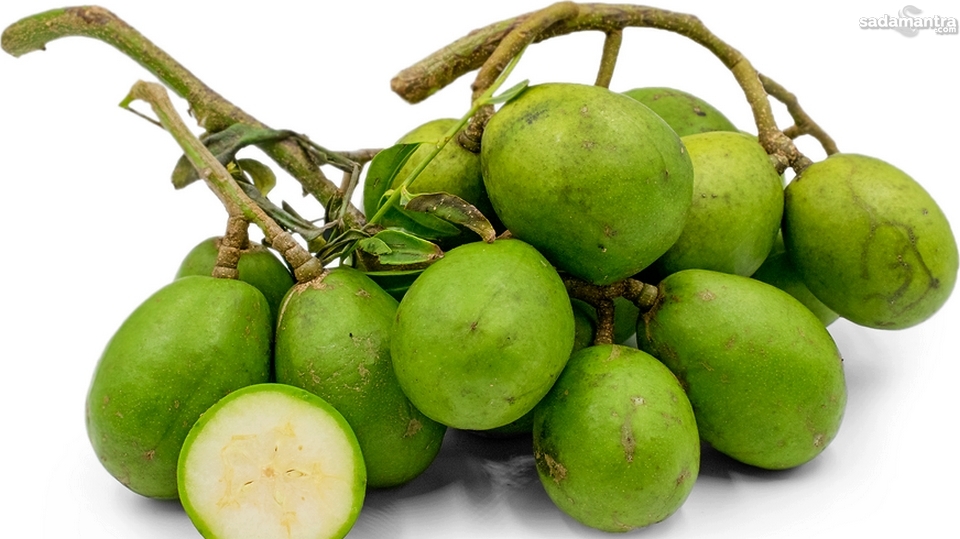 Pengertian Asal Usul dan Jenis-Jenis Buah Kedondong