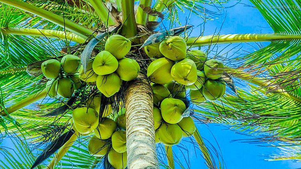 Pengertian Asal Usul dan Jenis Jenis Buah Kelapa