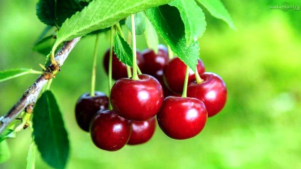 Pengertian Asal Usul Dan Jenis Jenis Buah Kersen