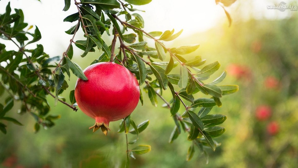 Pengertian dan Asal Usul Buah Delima