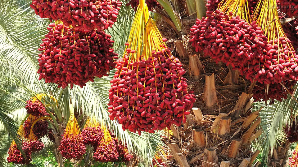 Pengertian dan Asal Usul Buah Kurma