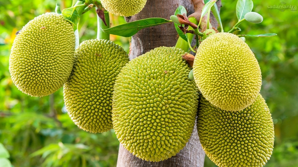 Pengertian dan Asal Usul Buah Nangka