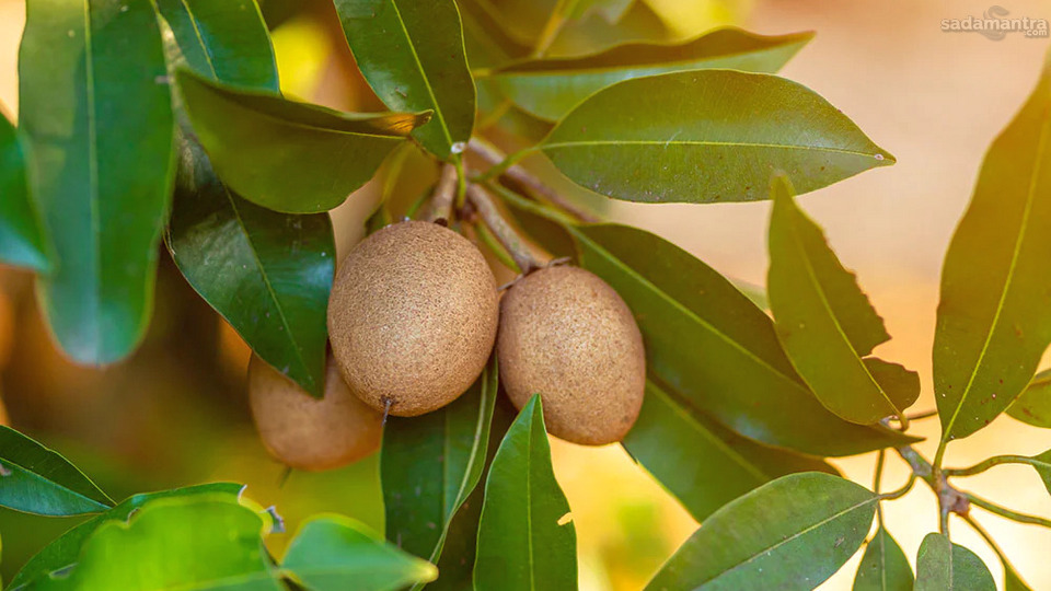 Pengertian dan Asal Usul Buah Sawo