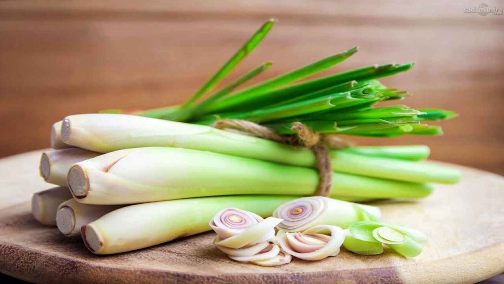 Batang serai rempah kaya manfaat untuk kesehatan dan kuliner