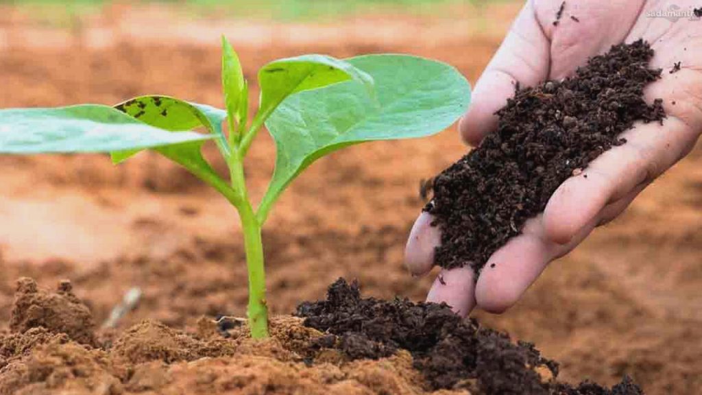 Budidaya tanaman organik solusi sehat untuk lingkungan dan kehidupan