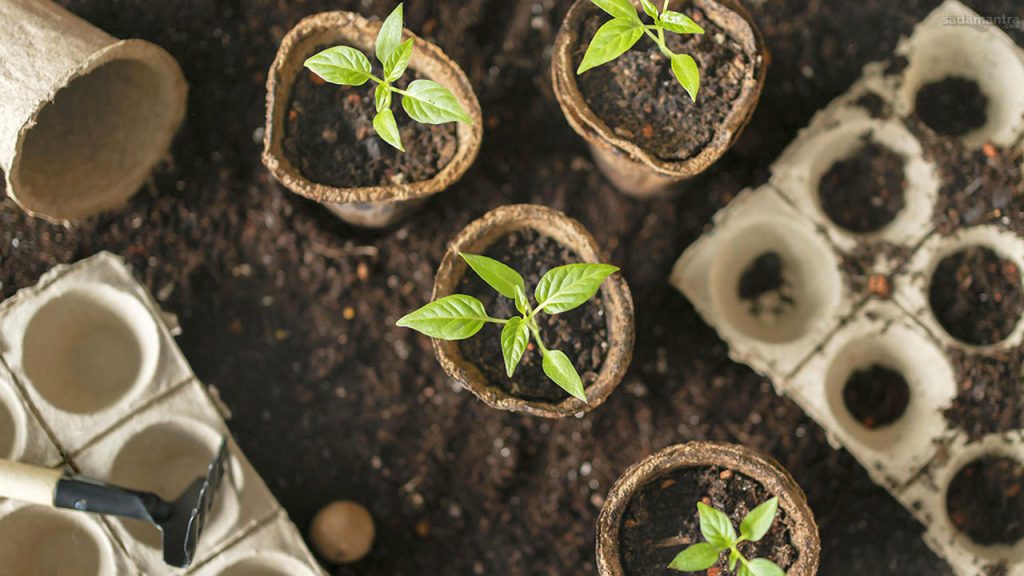 Budidaya tanaman untuk pemula panduan lengkap agar sukses menanam