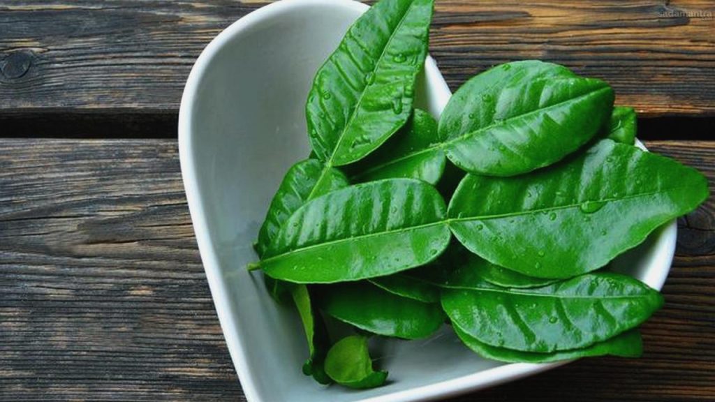 Daun jeruk rempah aroma khas dengan segudang manfaat