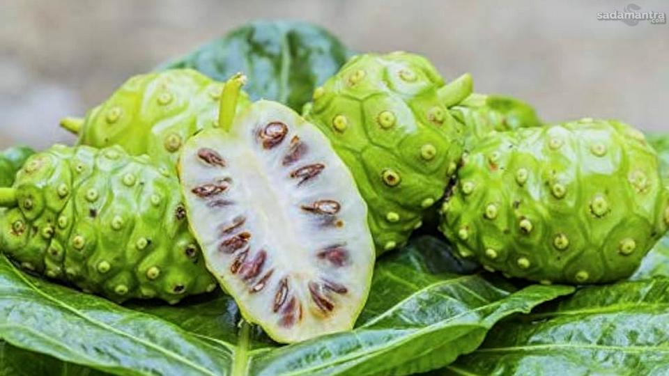 Kandungan nutrisi dalam mengkudu