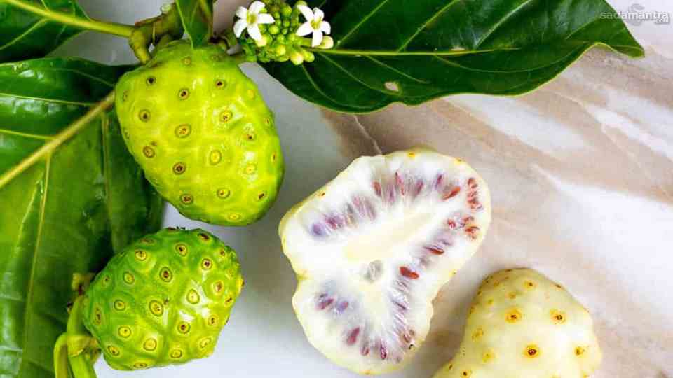 Manfaat mengkudu bagi kesehatan