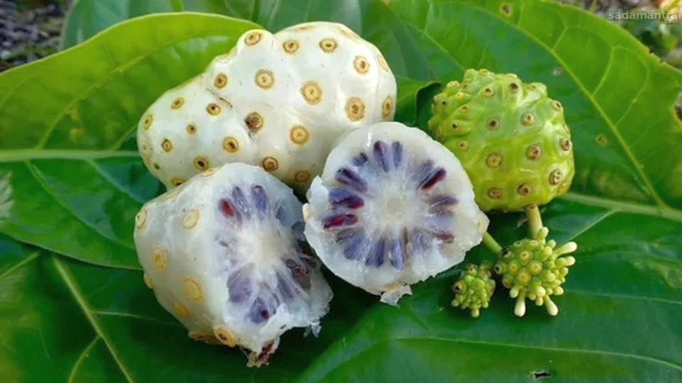 Pengertian dan asal usul mengkudu