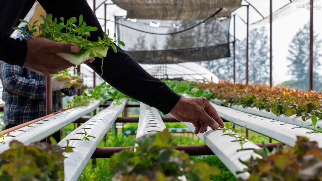 Urban farming bertani di lahan sempit