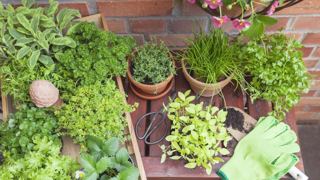 Budidaya tanaman herbal dan obat panduan lengkap untuk pemula