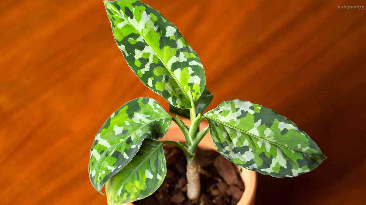 Budidaya tanaman langka dan eksotis 1 aglonema pictum tricolor