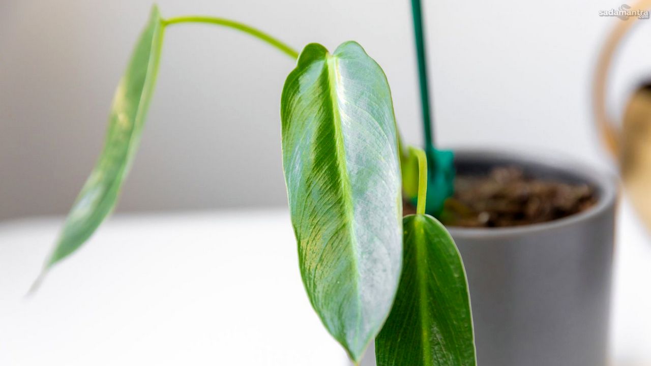 Budidaya tanaman langka dan eksotis 3 philodendron spiritus sancti