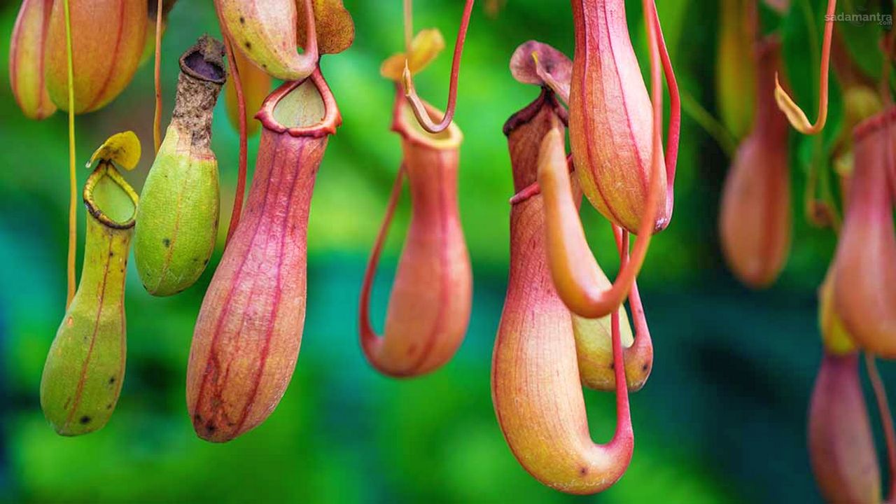 Budidaya tanaman langka dan eksotis 4 nepenthes kantong semar