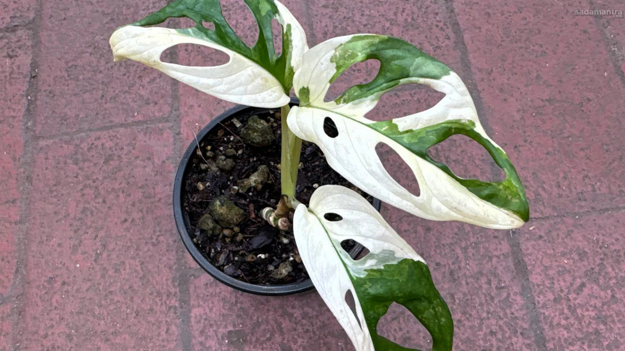 Budidaya tanaman langka dan eksotis 5 janda bolong variegata