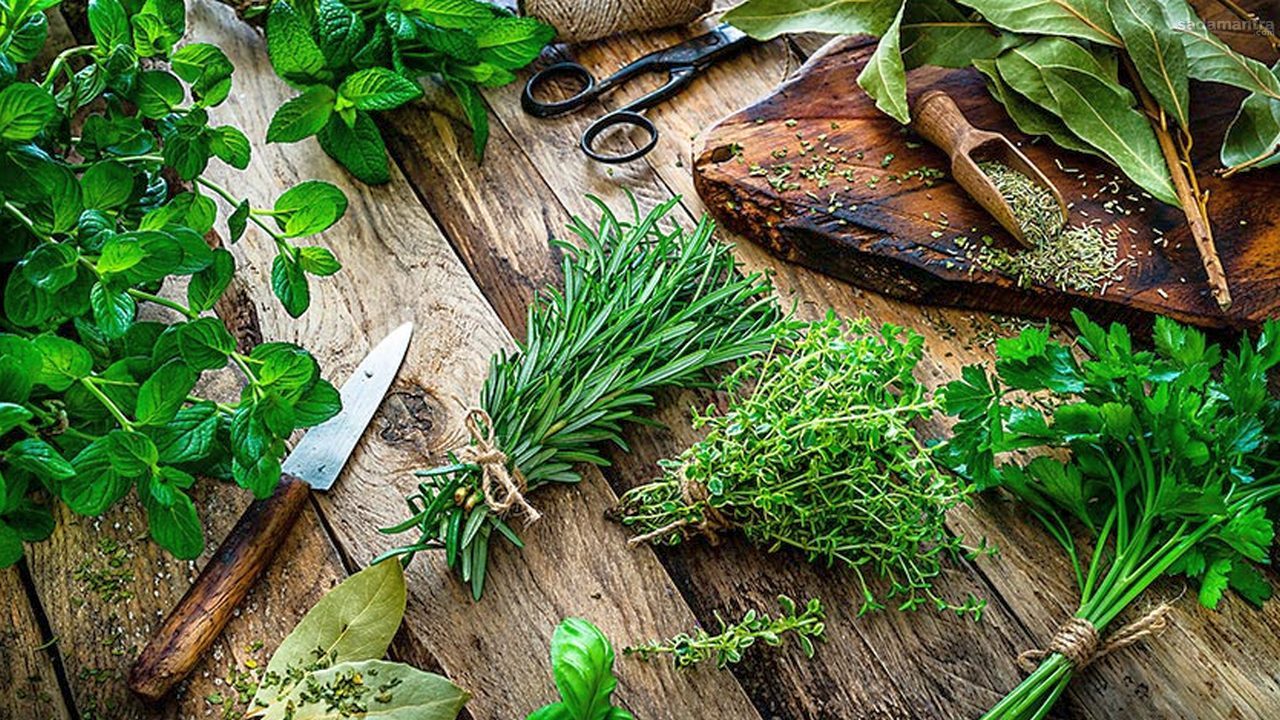 Khasiat dan cara pengolahan tanaman herbal