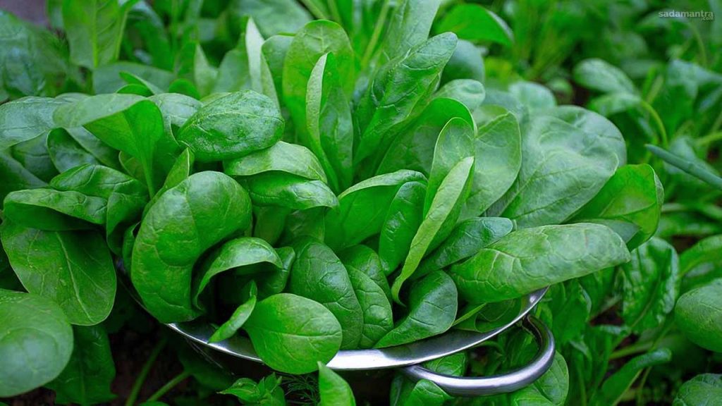 Rahasia bayam sayur murah yang bisa bantu lawan 6 penyakit ini