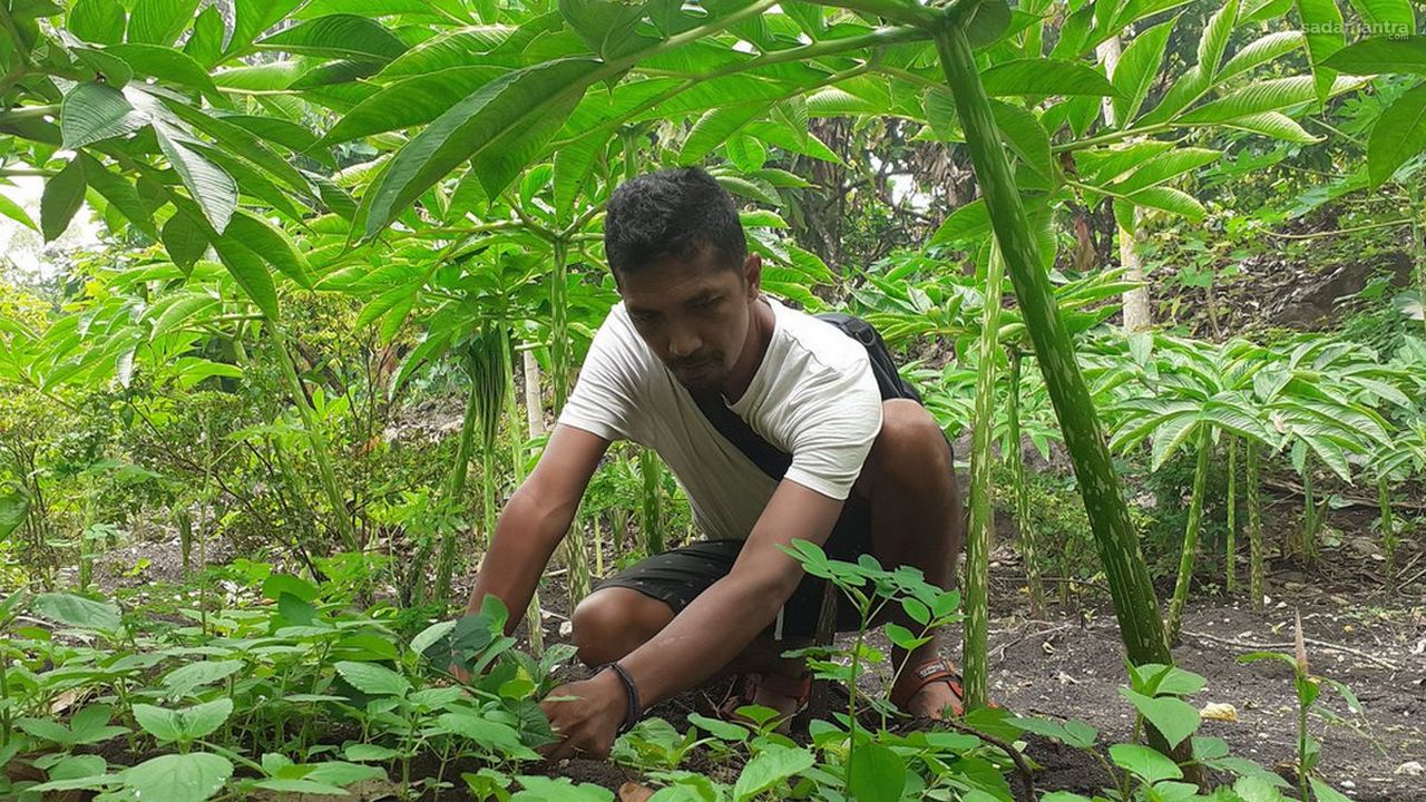 Cara budidaya porang