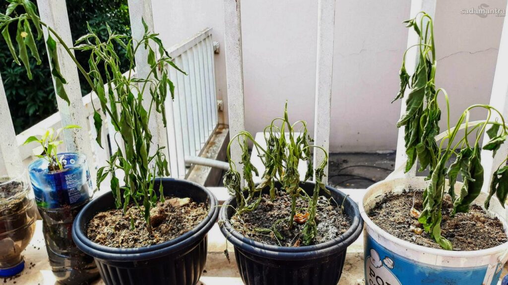 Cara Atasi Cabai Layu dan Pencegahannya Cara mengatasi cabai layu dan pencegahannya