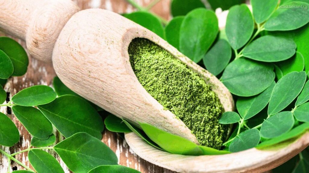 Ternyata daun kelor bisa membantu mencegah diabetes ,ini alasannya!